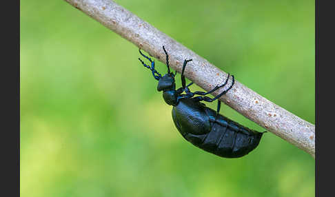 Violetter Ölkäfer (Meloe violaceus)