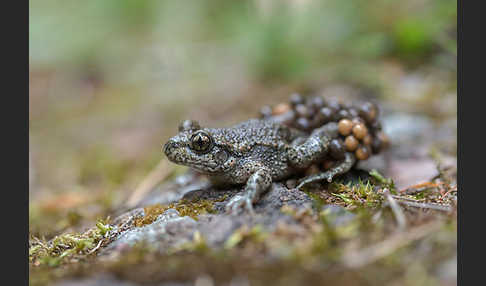 Geburtshelferkröte (Alytes obstetricans)