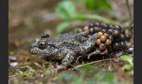 Geburtshelferkröte (Alytes obstetricans)