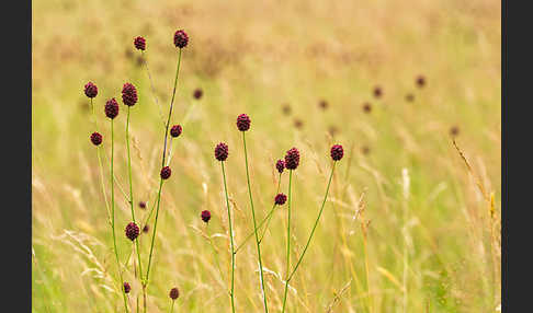 Großer Wiesenknopf (Sanguisorba officinalis)