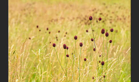 Großer Wiesenknopf (Sanguisorba officinalis)