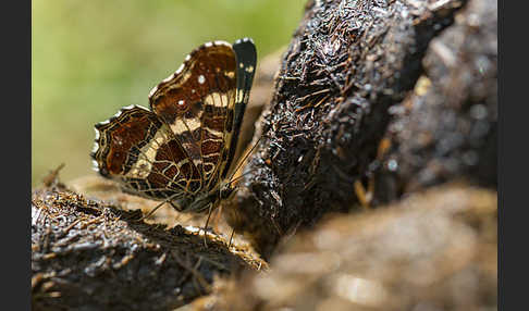 Landkärtchen (Araschnia levana)