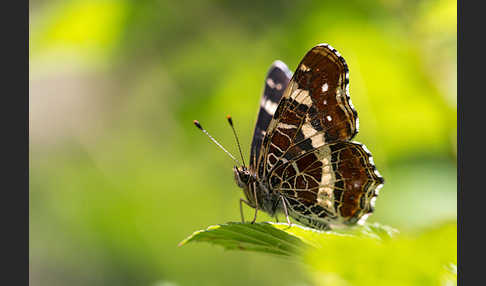 Landkärtchen (Araschnia levana)