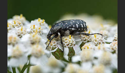 Trauer-Rosenkäfer (Oxythryea funesta)