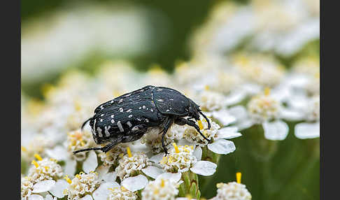 Trauer-Rosenkäfer (Oxythryea funesta)