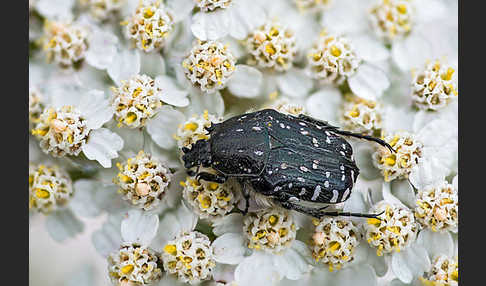 Trauer-Rosenkäfer (Oxythryea funesta)