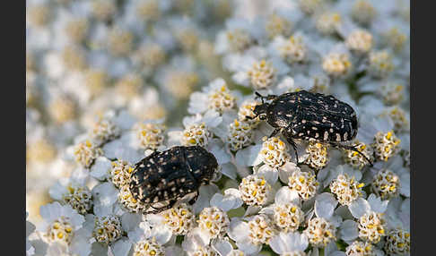 Trauer-Rosenkäfer (Oxythryea funesta)