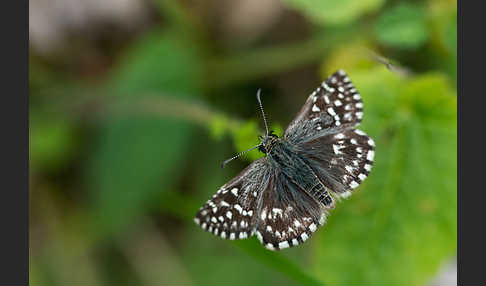 Kleiner Würfel-Dickkopffalter (Pyrgus malvae)