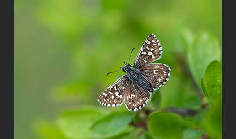 Kleiner Würfel-Dickkopffalter (Pyrgus malvae)