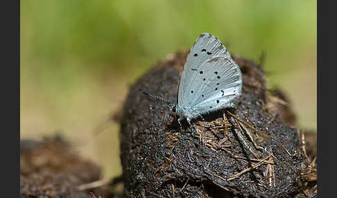 Faulbaumbläuling (Celastrina argiolus)