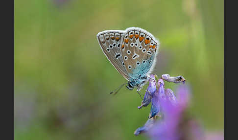 Gemeiner Bläuling (Polyommatus icarus)