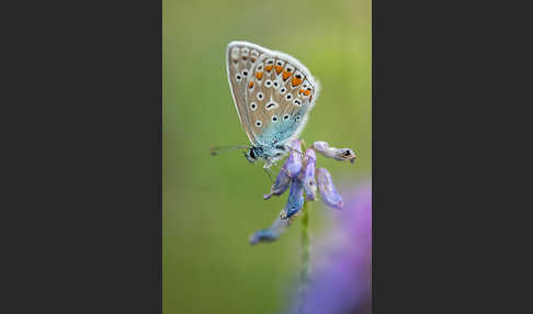 Gemeiner Bläuling (Polyommatus icarus)