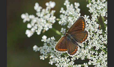 Gemeiner Bläuling (Polyommatus icarus)