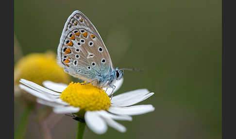 Gemeiner Bläuling (Polyommatus icarus)