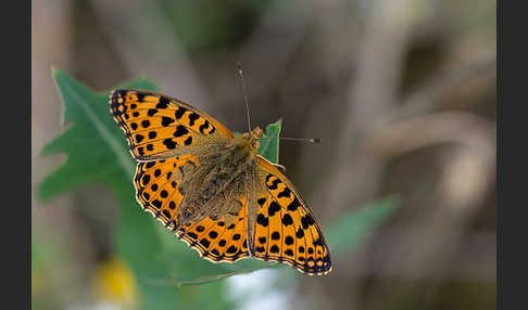 Kleiner Perlmutterfalter (Issoria lathonia)