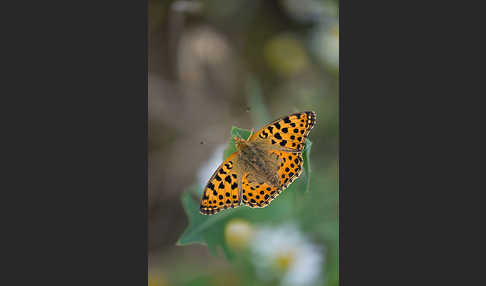 Kleiner Perlmutterfalter (Issoria lathonia)