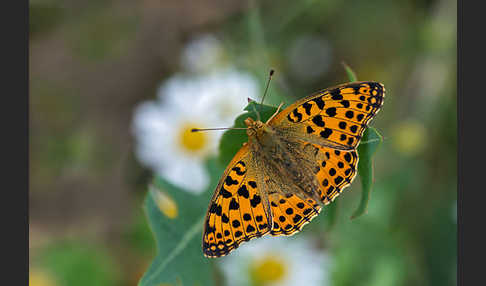 Kleiner Perlmutterfalter (Issoria lathonia)