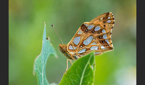 Kleiner Perlmutterfalter (Issoria lathonia)