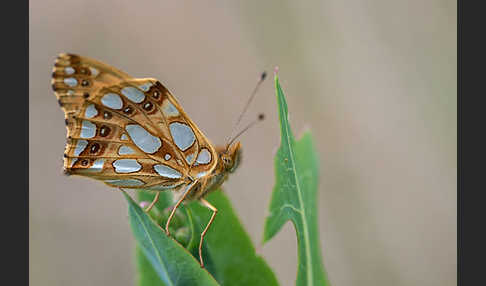 Kleiner Perlmutterfalter (Issoria lathonia)