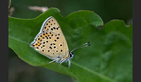 Schwefelvögelchen (Lycaena tityrus)