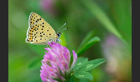 Schwefelvögelchen (Lycaena tityrus)