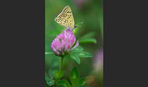 Schwefelvögelchen (Lycaena tityrus)