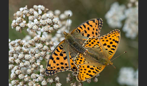 Kleiner Perlmutterfalter (Issoria lathonia)