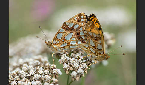 Kleiner Perlmutterfalter (Issoria lathonia)