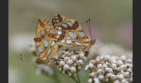 Kleiner Perlmutterfalter (Issoria lathonia)