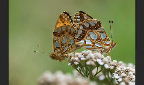 Kleiner Perlmutterfalter (Issoria lathonia)