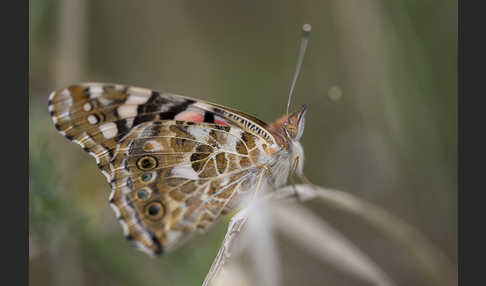 Distelfalter (Cynthia cardui)