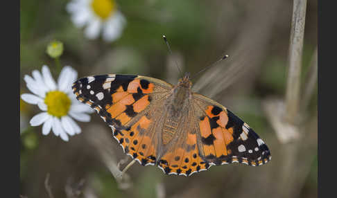 Distelfalter (Cynthia cardui)