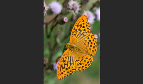 Kaisermantel (Argynnis paphia)