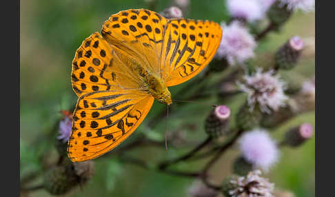 Kaisermantel (Argynnis paphia)