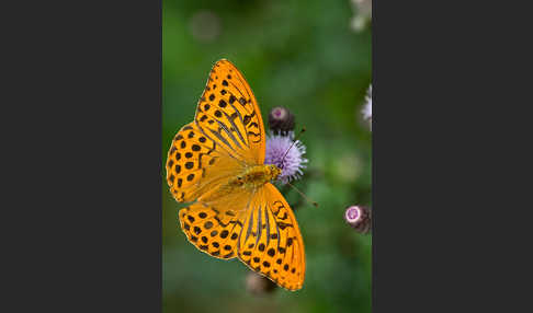 Kaisermantel (Argynnis paphia)