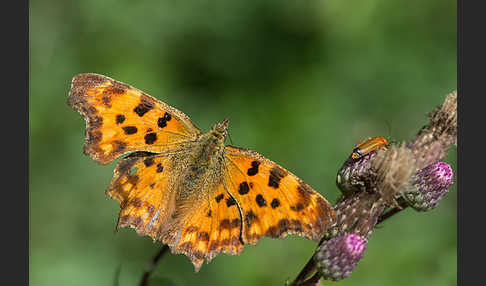 C-Falter (Polygonia c-album)