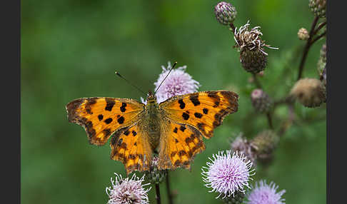 C-Falter (Polygonia c-album)