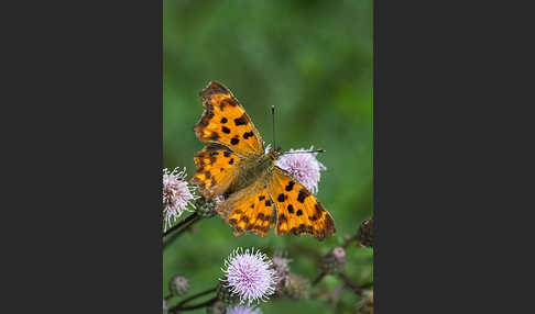 C-Falter (Polygonia c-album)