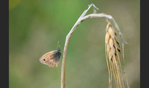 Gemeines Wiesenvögelchen (Coenonympha pamphilus)