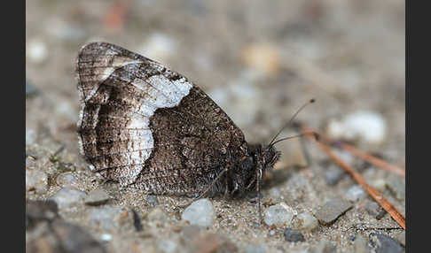 insekten, schmetterlinge, leo, tagfalter, butterfly, insects, hipparchia_alcyone, hipparchia_hermione, kleine_waldportier, rock_grayling