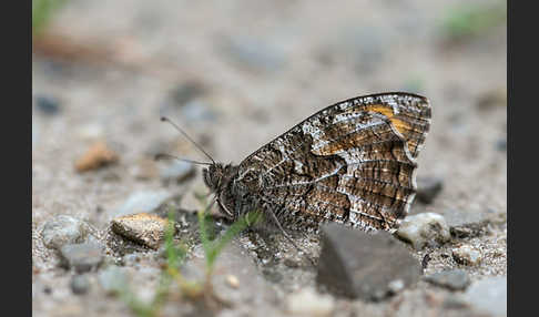 insekten, schmetterlinge, leo, tagfalter, butterfly, insects, hipparchia_alcyone, hipparchia_hermione, kleine_waldportier, rock_grayling