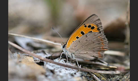 Kleiner Feuerfalter (Lycaena phlaeas)