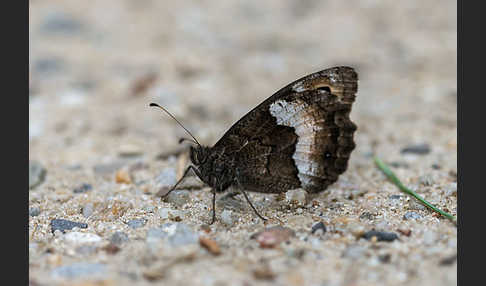 Kleine Waldportier (Hipparchia hermione)