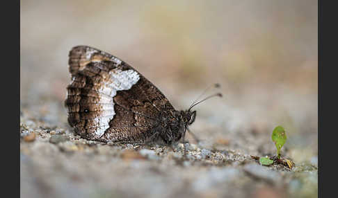 Kleine Waldportier (Hipparchia hermione)