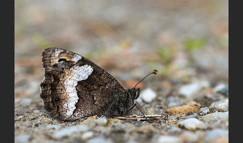 Kleine Waldportier (Hipparchia hermione)