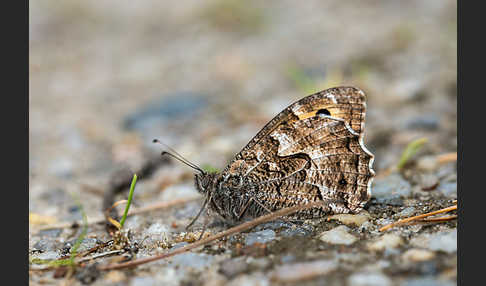 Kleine Waldportier (Hipparchia hermione)