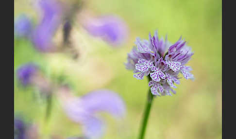 Dreizähniges Knabenkraut (Orchis tridentata)