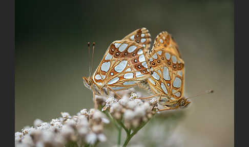 Kleiner Perlmutterfalter (Issoria lathonia)