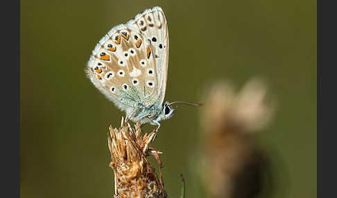 Silberbläuling (Polyommatus coridon)