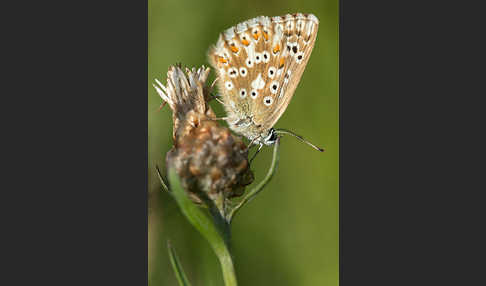 Silberbläuling (Polyommatus coridon)